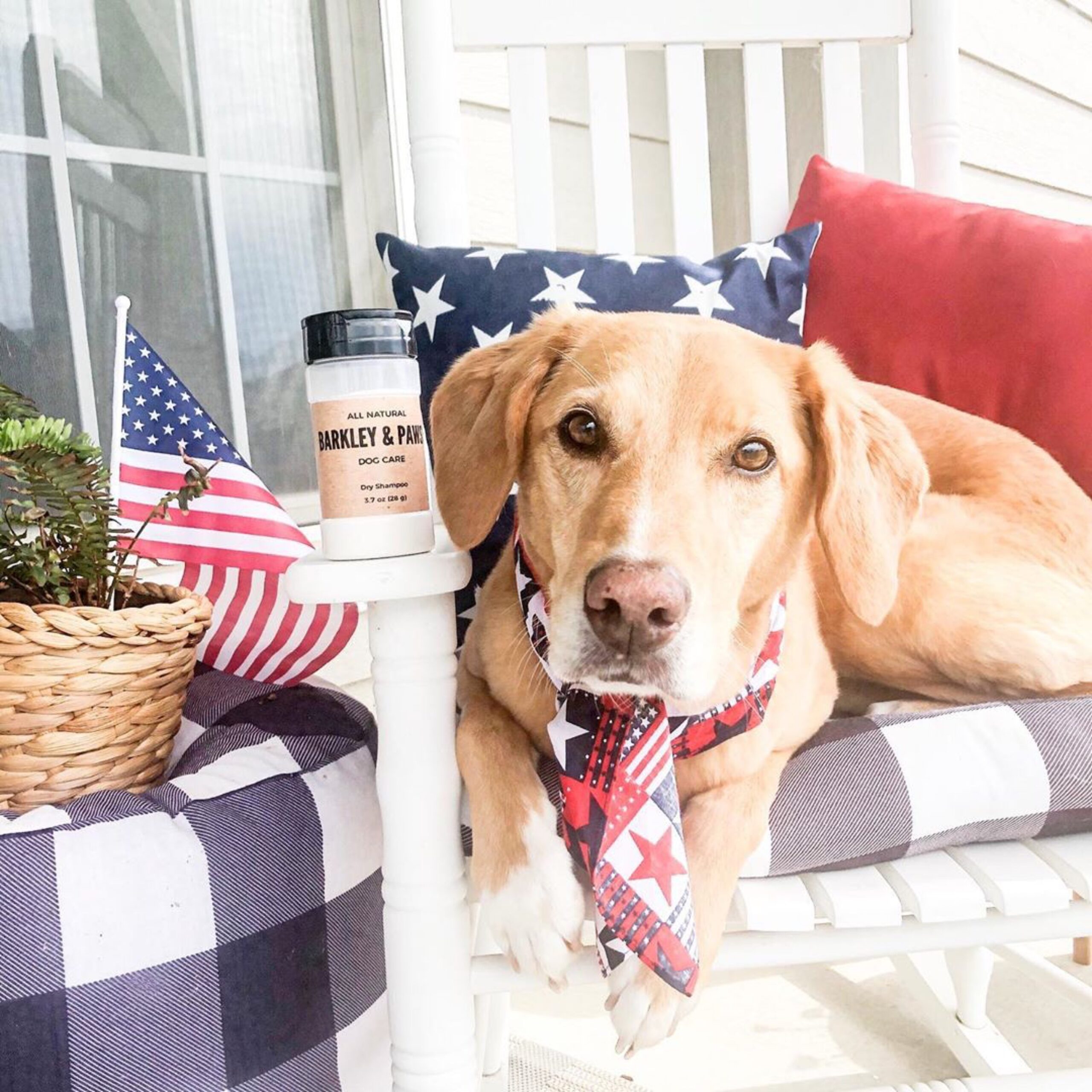 Adorable lab wearing patriotic clothes