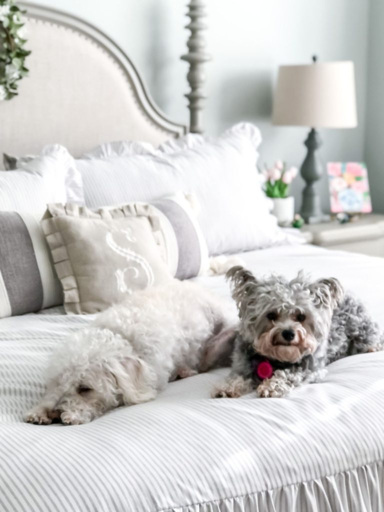 small white schnoodle and gray chipoo laying on a plush bed of white linens and pillows bringing all the cozy vibes. 